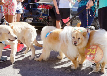 Verão: confira dicas de como cuidar do seu pet durante as altas temperaturas