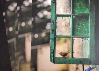 Crônica • Amiguinho Voador