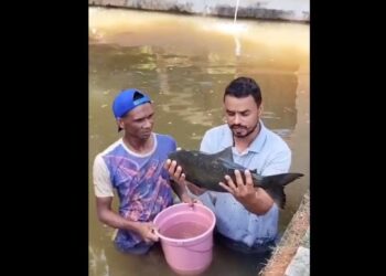 [Quaresma] Peixe barato na Apac-Cachoeiro. Tilápia e Tambacu a R$ 15,00 /kg. Veja como comprar