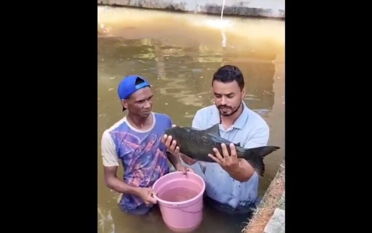 [Quaresma] Peixe barato na Apac-Cachoeiro. Tilápia e Tambacu a R$ 15,00 /kg. Veja como comprar