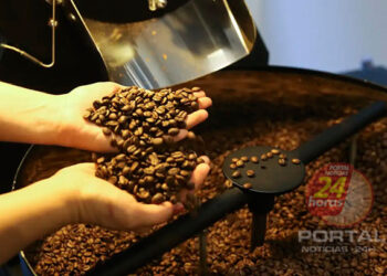 [Café] Nova espécie de praga é identificada em lavouras na Bahia e Espírito Santo