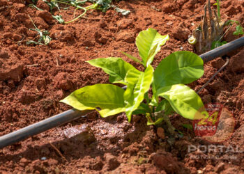 [Café] Engenheiro dá dicas de preparação do solo para o plantio
