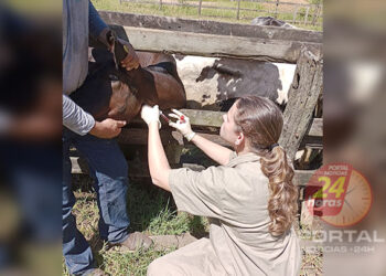 [Febre Aftosa] Espírito Santo passa por vigilância sorológica