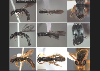 Estudo revela registros inéditos de três espécies de formigas no Espírito Santo