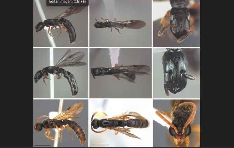 Estudo revela registros inéditos de três espécies de formigas no Espírito Santo