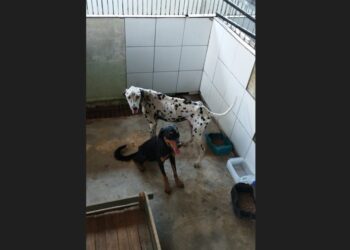 [Cachoeiro] Cães que sofriam maus-tratos são recolhidos e o caso vai pra Justiça