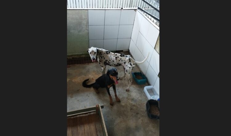 [Cachoeiro] Cães que sofriam maus-tratos são recolhidos e o caso vai pra Justiça