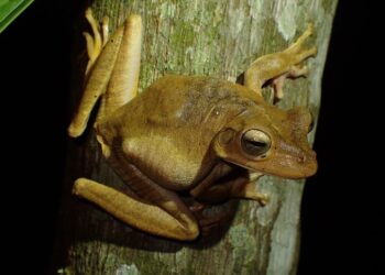 [Dia do Sapo] Anfíbios representam os vertebrados mais ameaçados