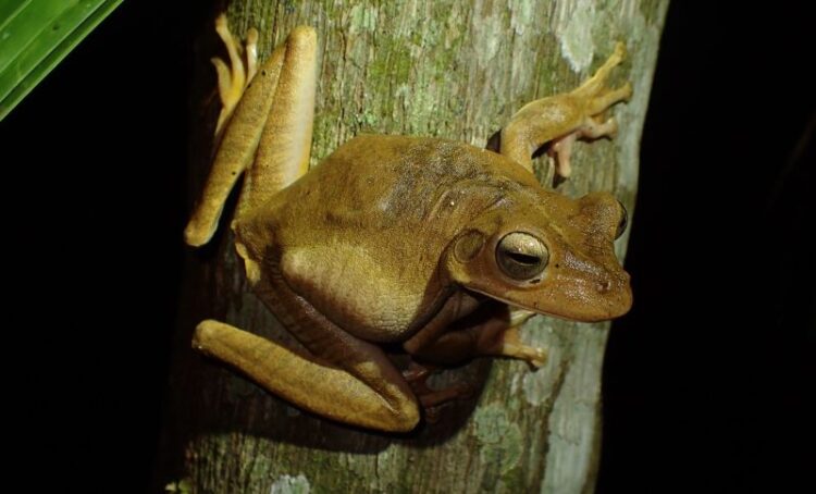 [Dia do Sapo] Anfíbios representam os vertebrados mais ameaçados