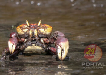 Torta capixaba é a estrela da Semana Santa no Espírito Santo