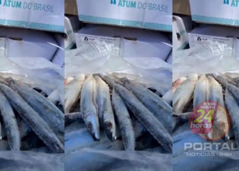 [Itapemirim] Seis toneladas de peixes distribuídas gratuitamente para a população