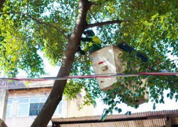 [Cachoeiro] Rua do bairro Zumbi interditada nesta terça (19) para poda de árvores