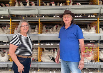 Dia Estadual do Produtor de Ovos celebra a importância do setor para a economia e para nossas mesas