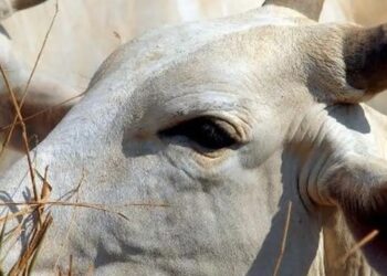 Brasil regula abate e processamento de animais para mercado religioso