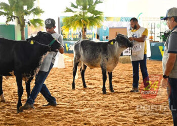 Exposul Rural segue até este domingo (7), em Cachoeiro | Confira entrevistas