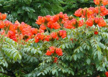 Planta “assassina de abelhas” deve ser proibida no Espírito Santo