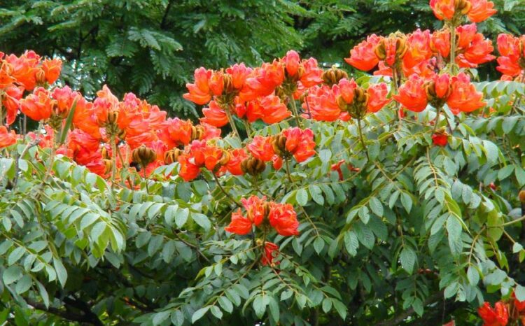 Planta “assassina de abelhas” deve ser proibida no Espírito Santo