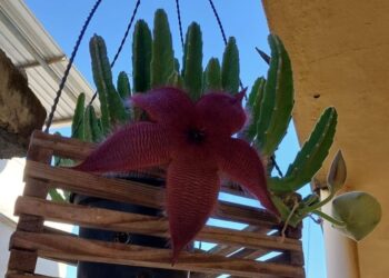 Crônica • Sobre amizades e espinhos…