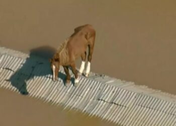 Crônica • Sobre humanos ou não….