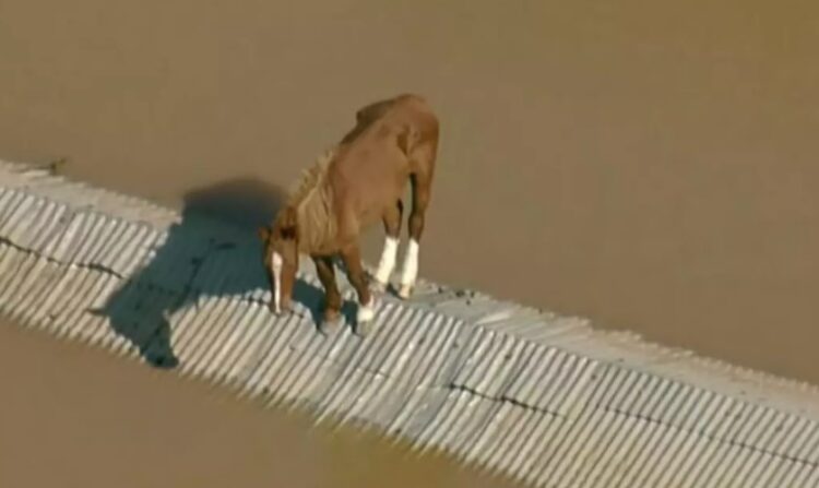 Crônica • Sobre humanos ou não….