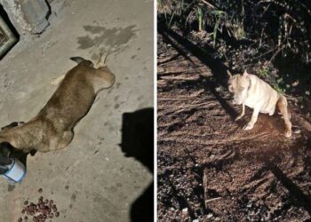 [Maio Amarelo]: A cada segundo, 15 animais morrem atropelados no Brasil