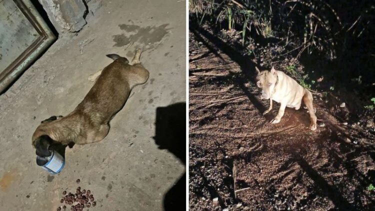 [Maio Amarelo]: A cada segundo, 15 animais morrem atropelados no Brasil