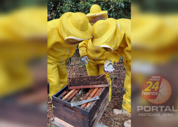 [Suzano] Apicultores buscam fortalecer produção de mel no ES