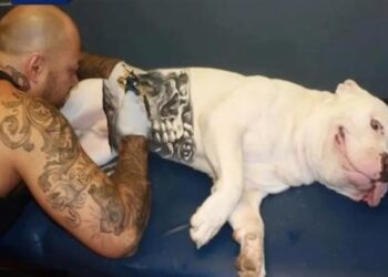 Aprovada lei que proíbe piercing e tatuagem para fins estéticos em animais no ES