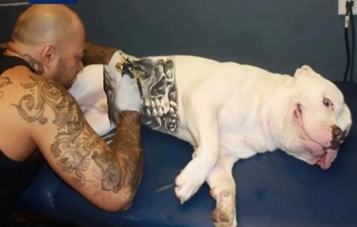 Aprovada lei que proíbe piercing e tatuagem para fins estéticos em animais no ES