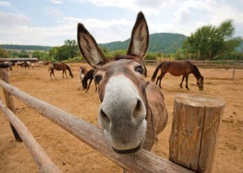 Crônica • Olha a trave!