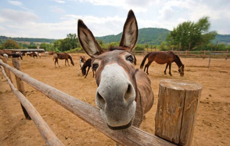 Crônica • Olha a trave!