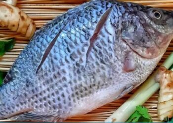 [Promoção] Tilápia a R$ 15,00 /kg em Cachoeiro. Veja como encomendar!