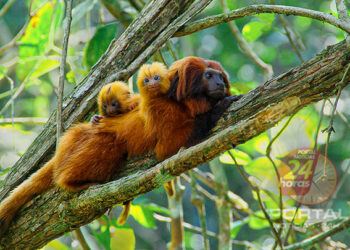 Exposição “Primatas da Mata Atlântica” é montada no Museu Mello Leitão, em Santa Teresa (ES)