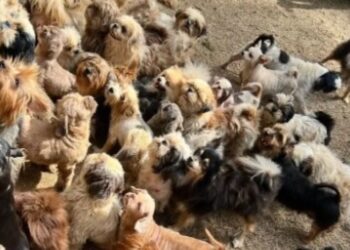 [Viana] Polícia Ambiental encontra 145 cães com sinais de maus-tratos em canil clandestino