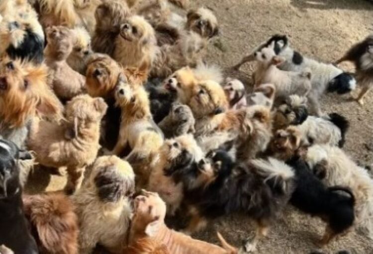 [Viana] Polícia Ambiental encontra 145 cães com sinais de maus-tratos em canil clandestino