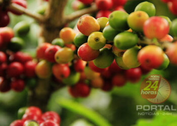 [Qualidade] 3 cuidados essenciais no inverno com o cultivo de café