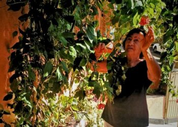 Crônica. Dona Judith: As Memórias que Vovó me Deixou