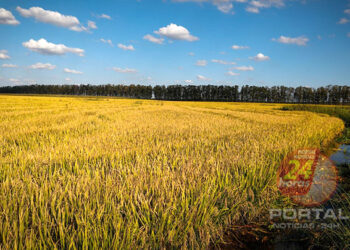 [Produtor] Prazo para entrega da declaração do ITR começa no dia 12 de agosto
