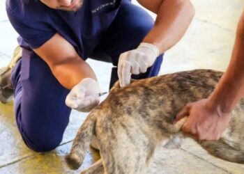 [Cuidando dos Pets] Cachoeiro realiza Dia D de vacinação antirrábica neste sábado (14)