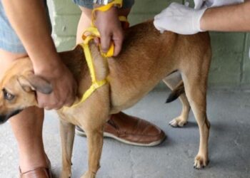 Cachoeiro realiza mais um Dia D de vacinação antirrábica neste sábado (28)