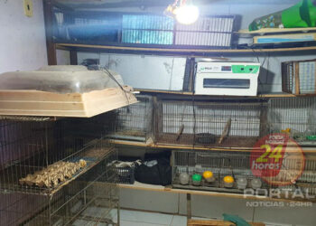 PF, IBAMA e BPMA combatem comércio ilegal de animais silvestres ameaçados de extinção