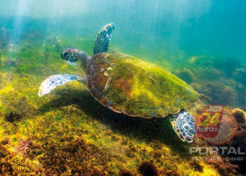 [Projeto Tamar] Instituto Últimos Refúgios lança livro Baía das Tartarugas