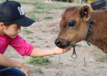 [Clube da Bezerra] Programa promove vínculo terapêutico entre crianças e a pecuária leiteira