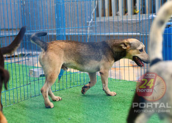 Projeto-piloto da Ales realiza castração e vacinação de animais