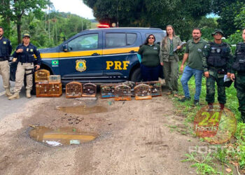 [Iconha] Iema e Polícia Ambiental realizam operação contra torneio irregular de aves silvestres