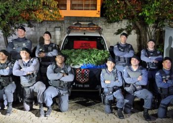 [Cachoeiro] Polícia Militar ‘estoura’ laboratório de cultivo de maconha na Tijuca