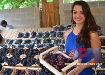 [Alfredo Chaves] Cerca de 2 toneladas de uva serão comercializadas durante festival