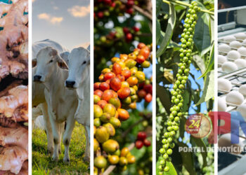 Espírito Santo foi o único estado com crescimento do crédito rural em 2024