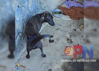[Capital] Delegacia de Proteção ao Meio Ambiente e prefeitura de Vitória resgatam cães em situação de maus-tratos