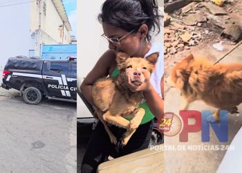 Delegacia de Proteção ao Meio Ambiente e prefeitura resgatam 21 animais em situação de maus-tratos no ES